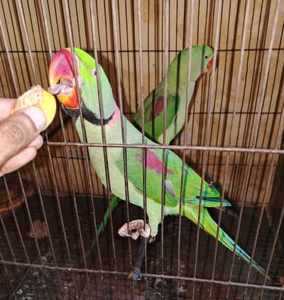 Raw parrot