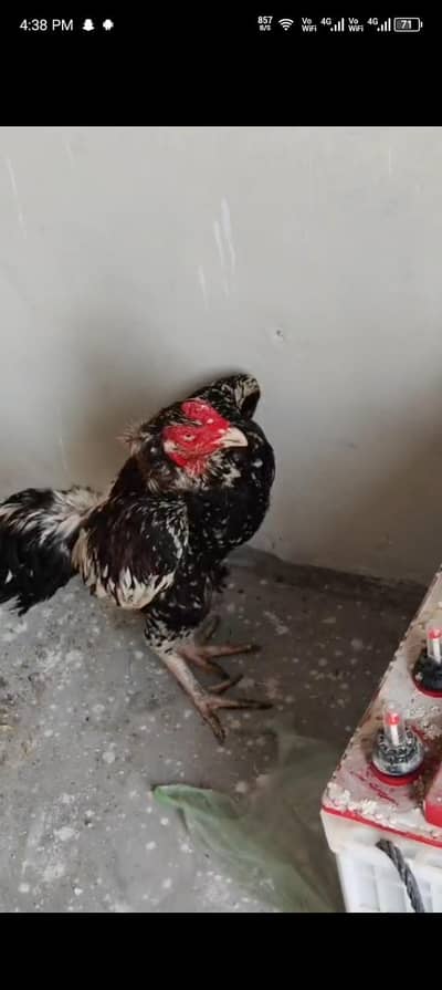 breeder murga for sale
