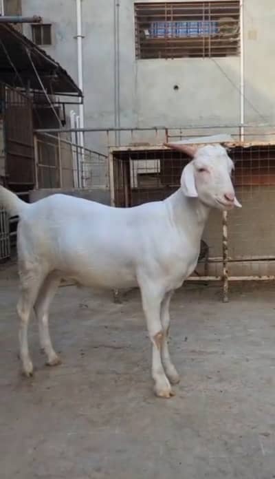 Goat | Desi Goat | Bakra | bakry | Healthy Goats | بکرا