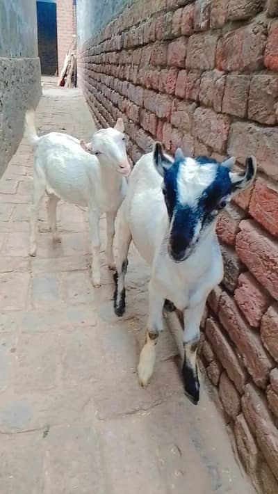 russian teddy bakra | gulabi teddy pragnent female| Bakri | بکری |Goat