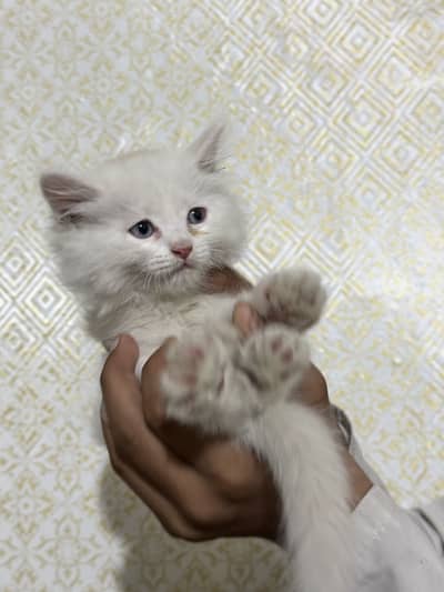 Pair or Russian cat for sale