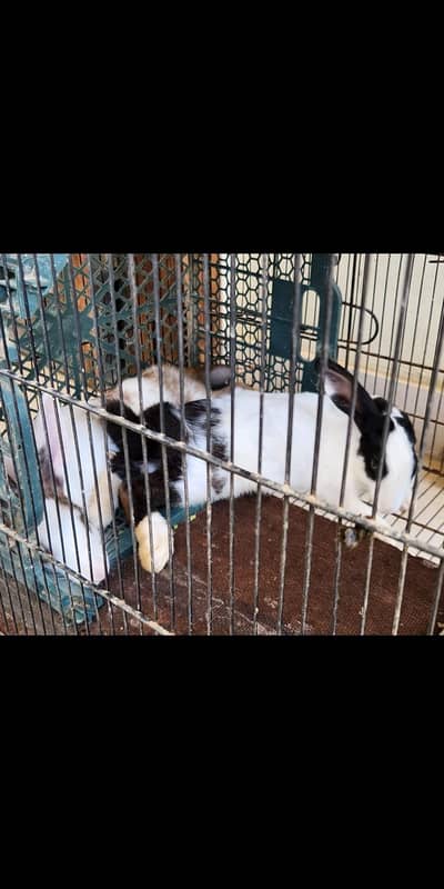 2 female rabbits for sale