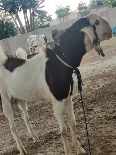 Bakra for eid