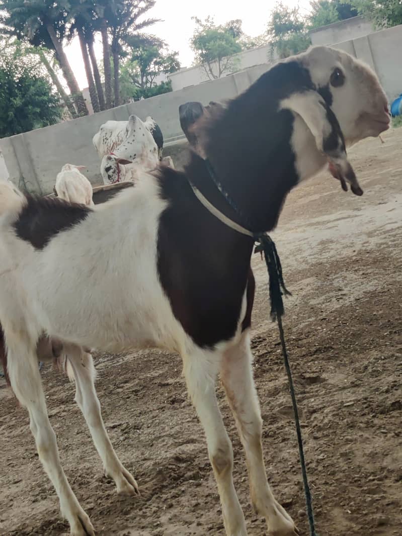 Bakra for eid 0