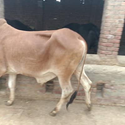 selling for kurbani