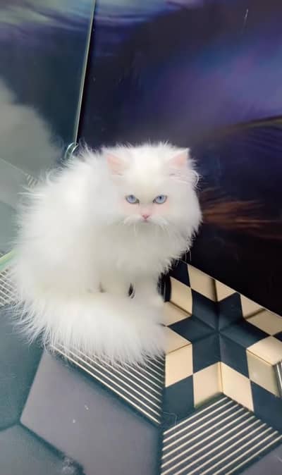 Persian cat triple kot,for sale,my WhatsApp 03493317649