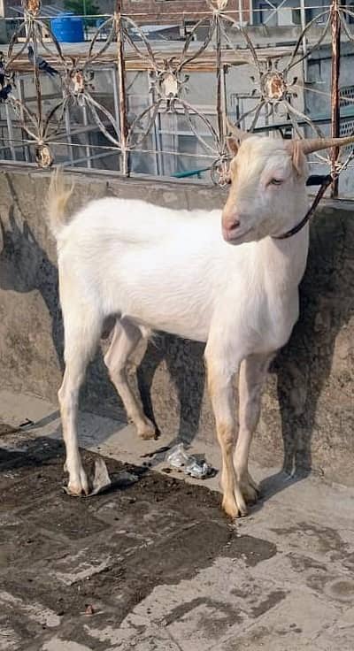 2 Dant Tedda Qulabi Bakra