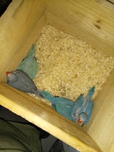 ringneck for sale