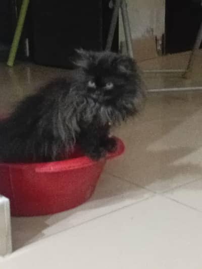 mimii