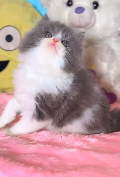 Persian cat triple kot,for sale,my WhatsApp 03493317649