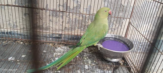 parrot  for urgent sale
