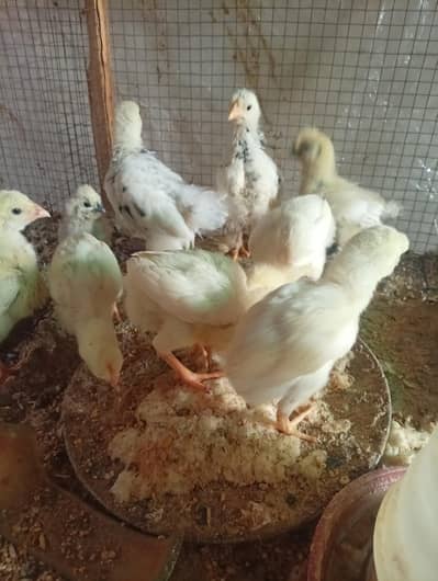 Silki  heera Shamo bantam chicks Available