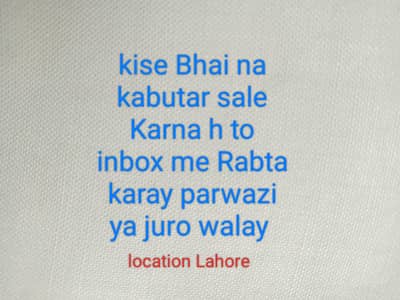 kase Bhai na kabutar sale karnay h to Rabta kray