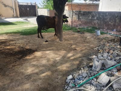 cross gaye for sale