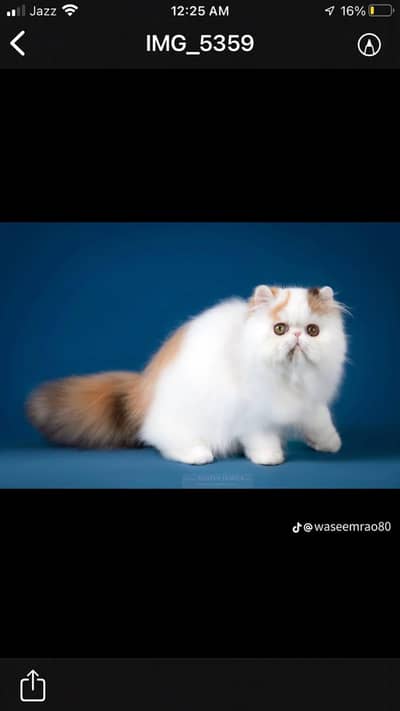 Persian cat triple kot,for sale,my WhatsApp 03493317649