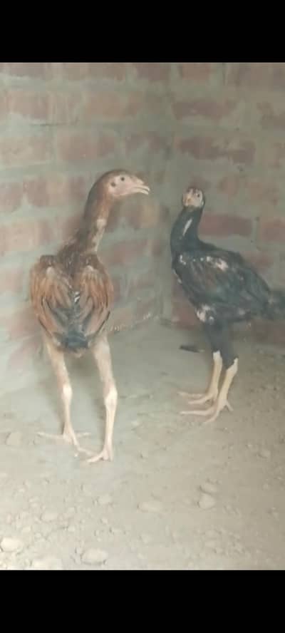 murgi