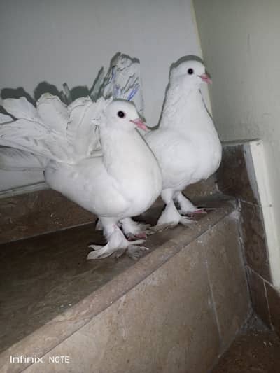 White lakky kabooter Home breed available hen
