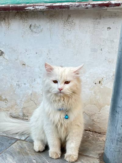 White cat
