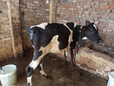 گائیں قربانی کے لیے