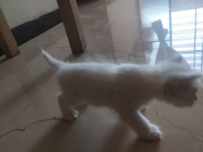 kitten for sale