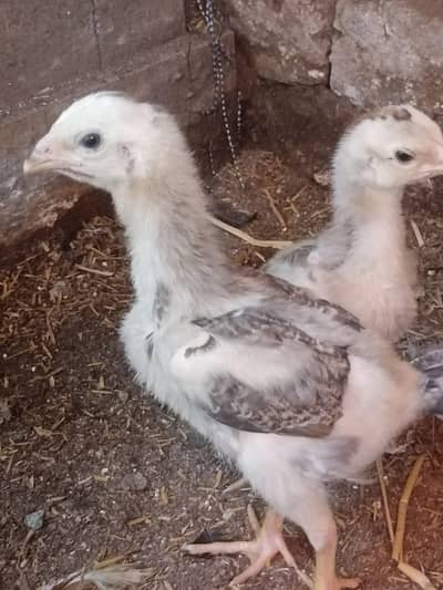 chick shamo