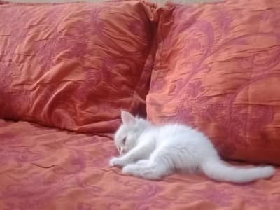 persion cats