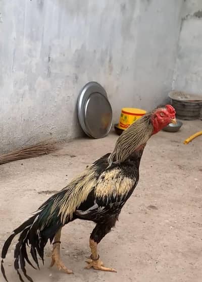Aseel Jawa Murga Healthy for sale