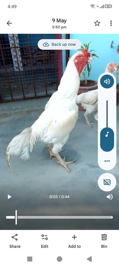 waith samo breeder pair