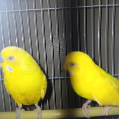 female rad eyes male fully young