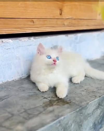 Persian cat triple kot,for sale,my WhatsApp 03493317649