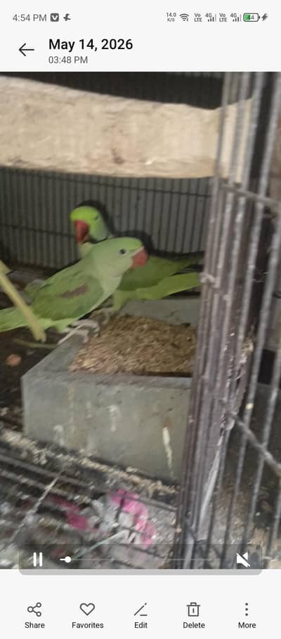 raw breeder pair with chick