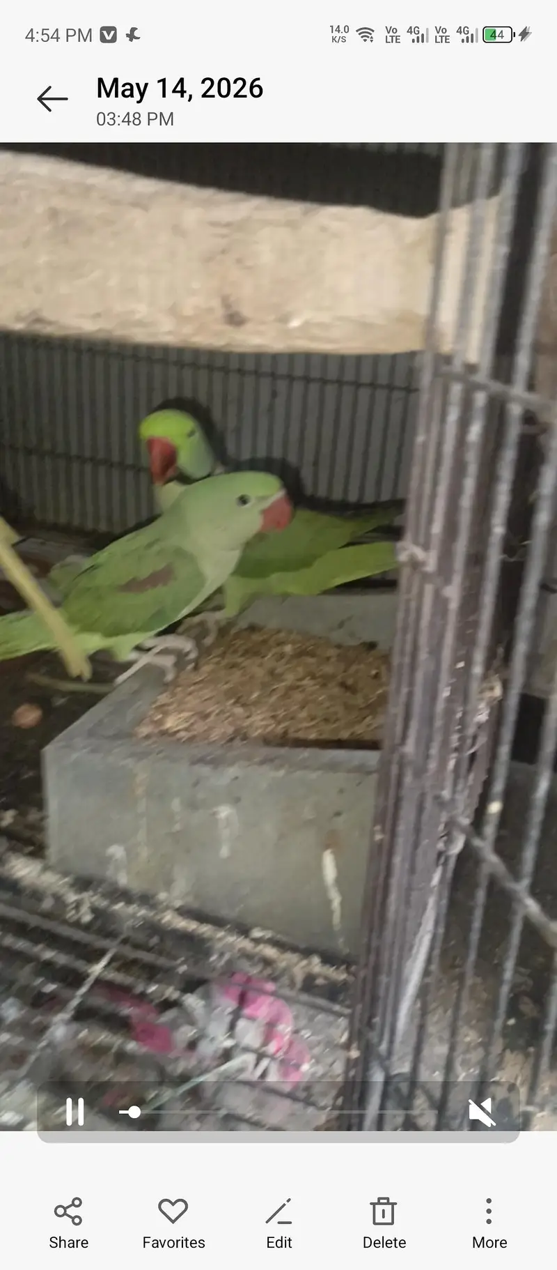 raw breeder pair with chick
