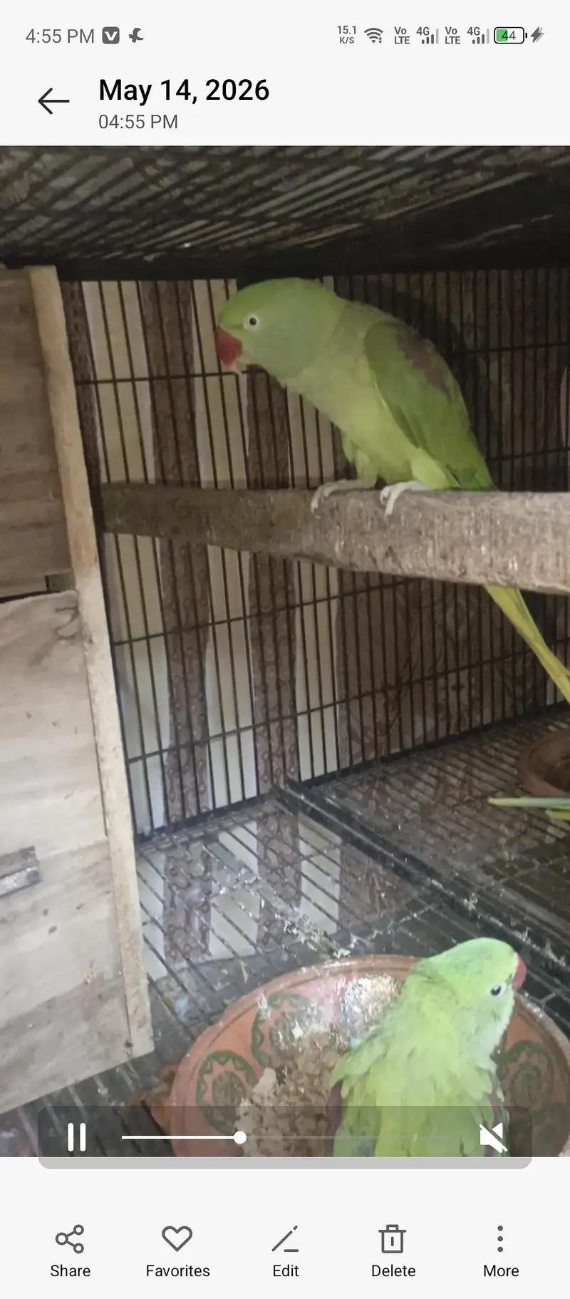 raw breeder pair with chick — photo 2