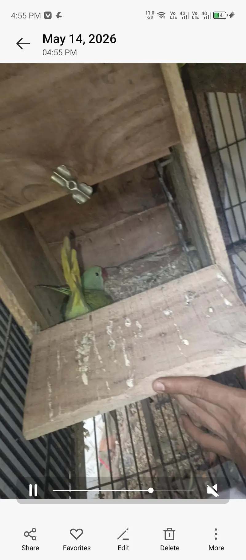 raw breeder pair with chick — photo 3