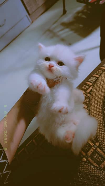 persion kittens| doll face kittens| ginger color| triple coat