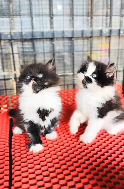 Persian cat triple kot,for sale,my WhatsApp 03493317649