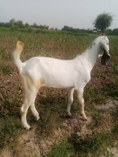 Bakra and Pathhh for Sale qurbani 2026  0327 4165505