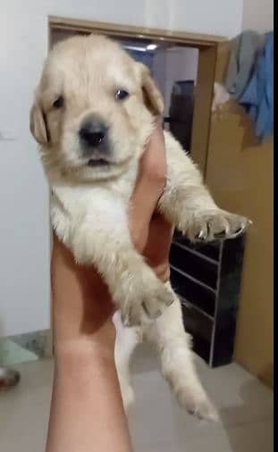 Golden Retriever Puppiees for sale male and femal 90k each