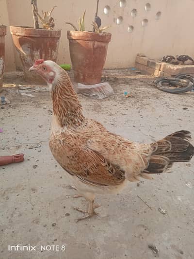 Desi Murgi/Desi Hen/Eggs lying Hen/