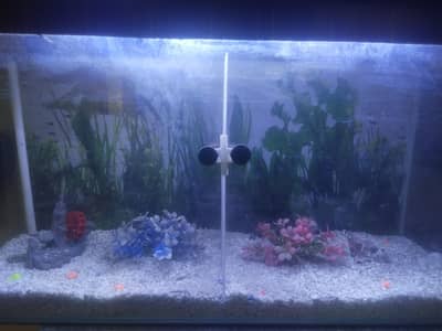 Aquarium for fishes and turtles for sale
