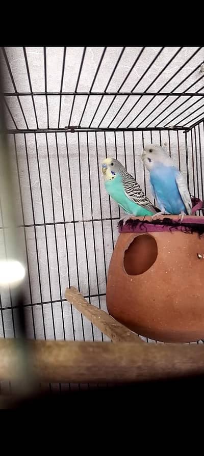 buggies parrot healthy and active