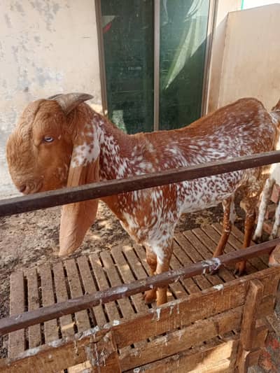 Masha Allah Best for qurbani makhi cheena Donda bakra full active