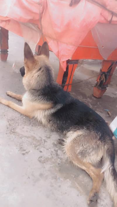 German Shepherd female age 12 month