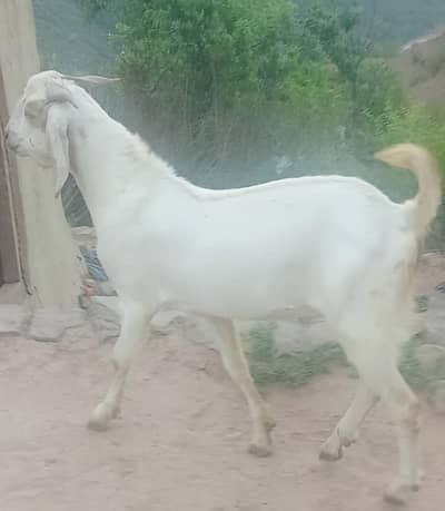 for sale