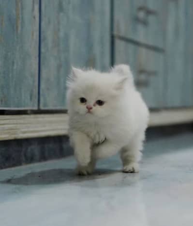 Persian female kitten triple coated available for sale