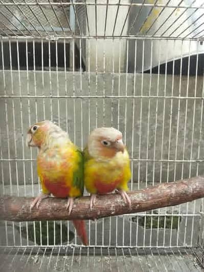 Title :Eno/fown cocktail or pineapple conour pair available.
