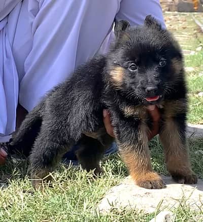 Long court German Shepherd, male 2 month for sale