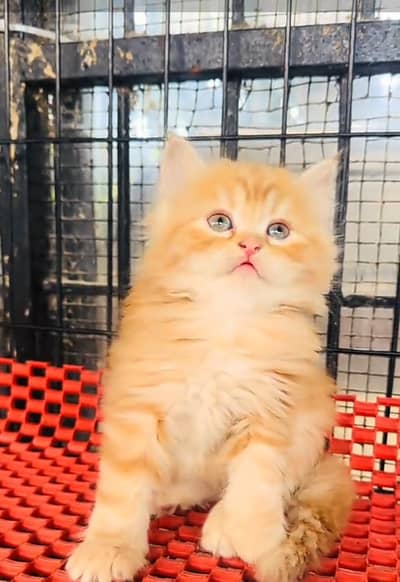 Persian cat triple kot,for sale,my WhatsApp 03493317649