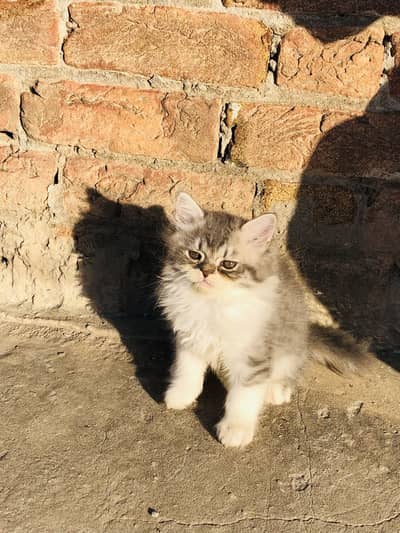 2 pair of kittens
