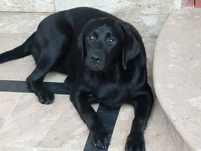 110% Original labrador breed female puppy name shina available